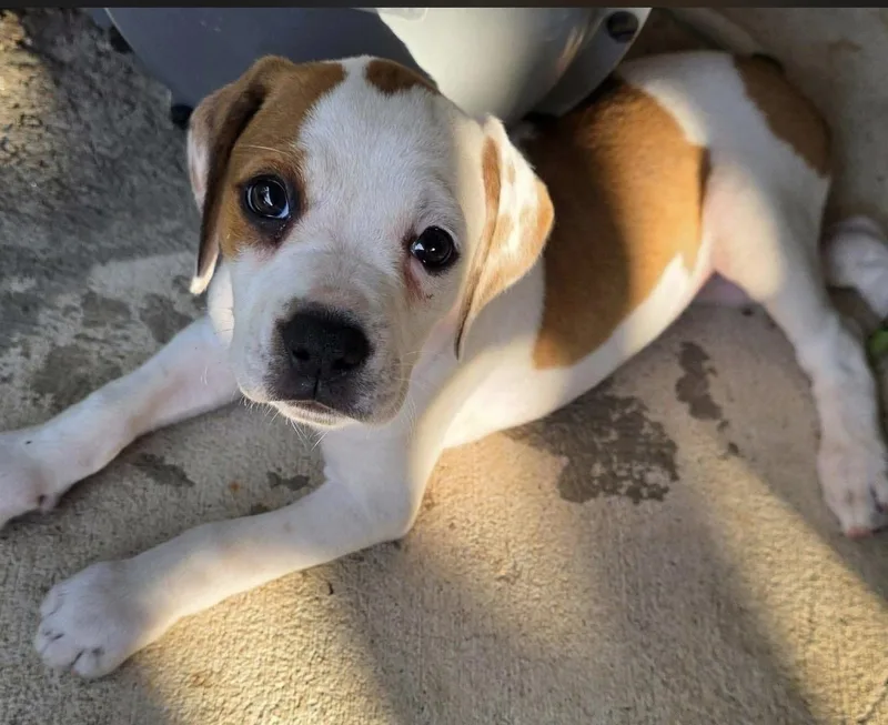 A young small-sized male Mixed Breed dog named Huckleberry for adoption in Monona, WI