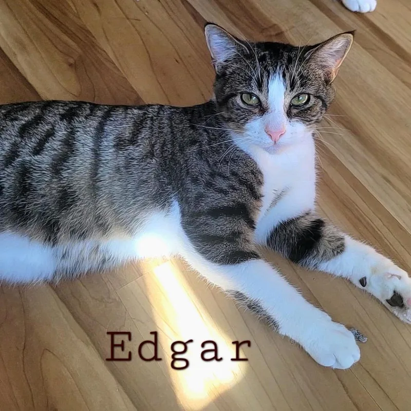 A young small-sized male Domestic Short Hair cat named Edgar for adoption in La Grange, KY
