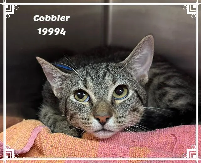 A young medium-sized male Tabby (Gray / Blue / Silver) Domestic Short Hair cat named Cobbler See Also Biscuit for adoption in Marietta, GA