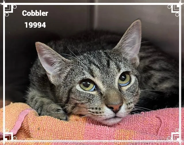 Cobbler See Also Biscuit thumbnail 3
