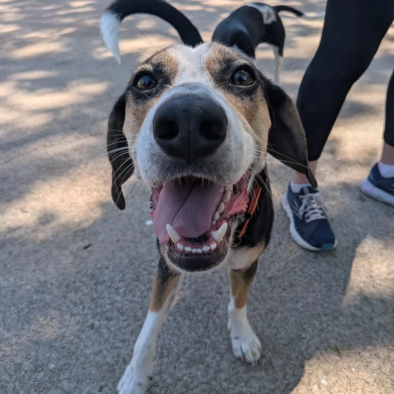 An adult medium-sized male Black Hound dog named Dice for adoption in Wake Forest, NC