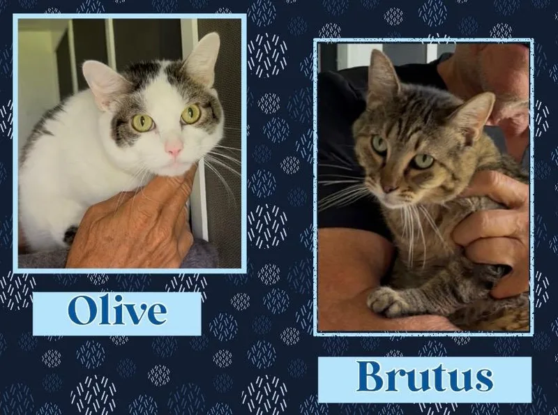 Olive & Brutus