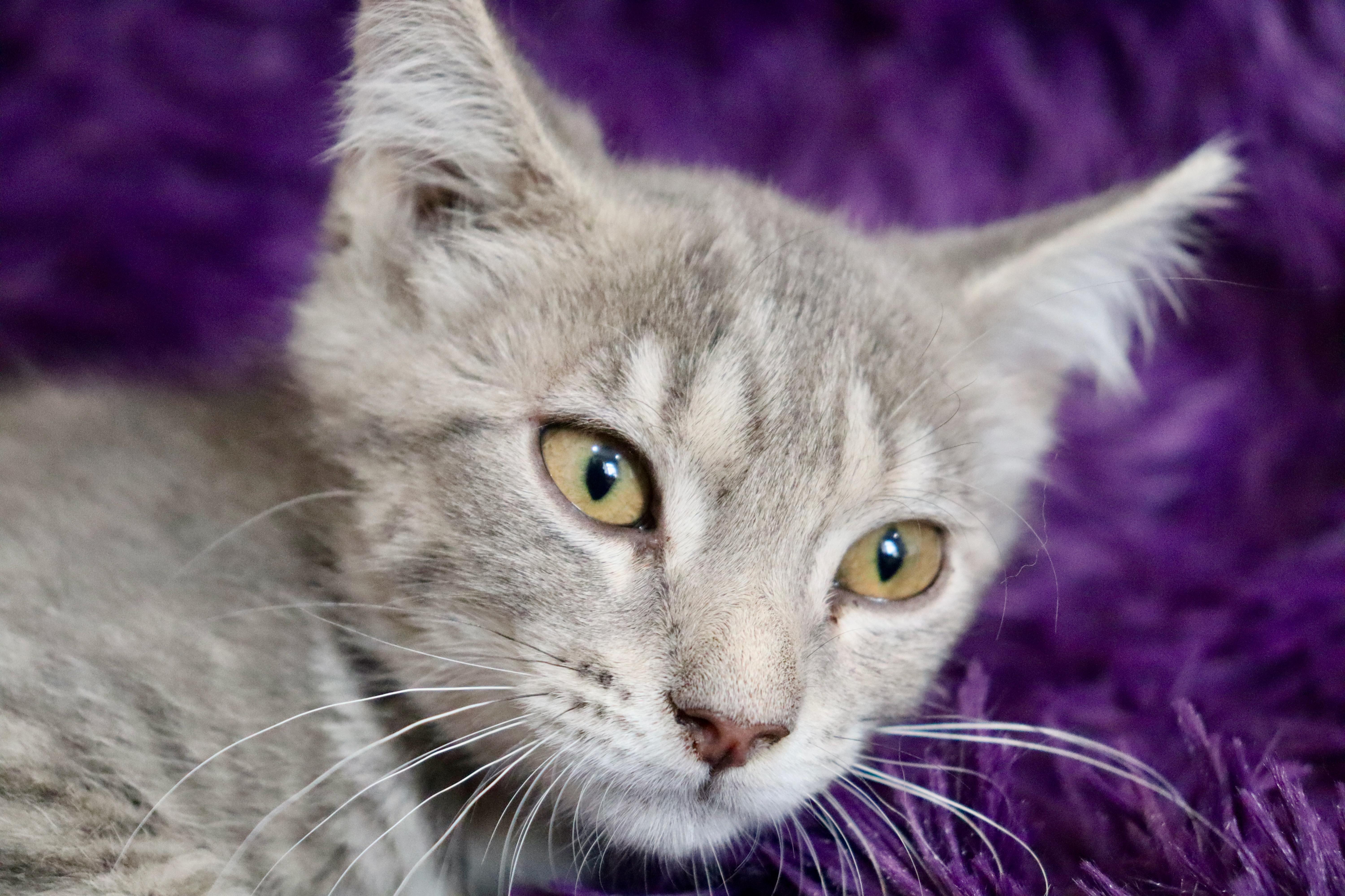 A baby medium-sized female Gray / Blue / Silver Tabby cat named Rasberry for adoption in Saint Augustine, FL