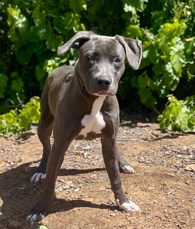 A baby medium-sized female Gray / Blue / Silver Pit Bull Terrier dog named April for adoption in Jamestown, CA