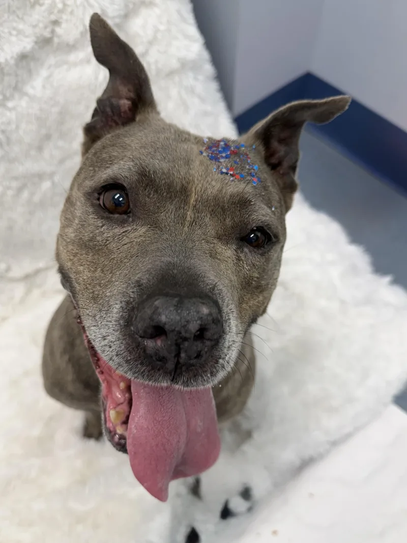 An adult medium-sized female Gray / Blue / Silver Pit Bull Terrier dog named Thelma Tag for adoption in Central Islip, NY