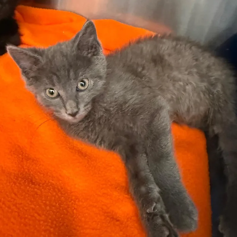 A baby small-sized male Gray / Blue / Silver Domestic Short Hair cat named Pez for adoption in Kanab, UT