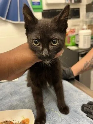 A baby small-sized male Domestic Short Hair cat named Poundcake for adoption in Seattle, WA