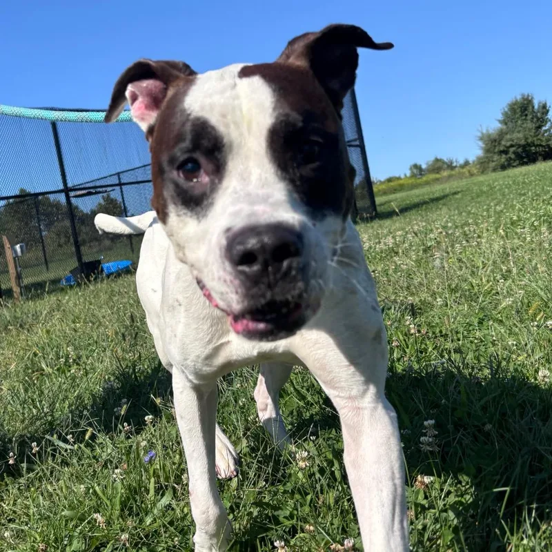 An adult large-sized male White / Cream Pit Bull Terrier dog named To Be Continued for adoption in York, PA