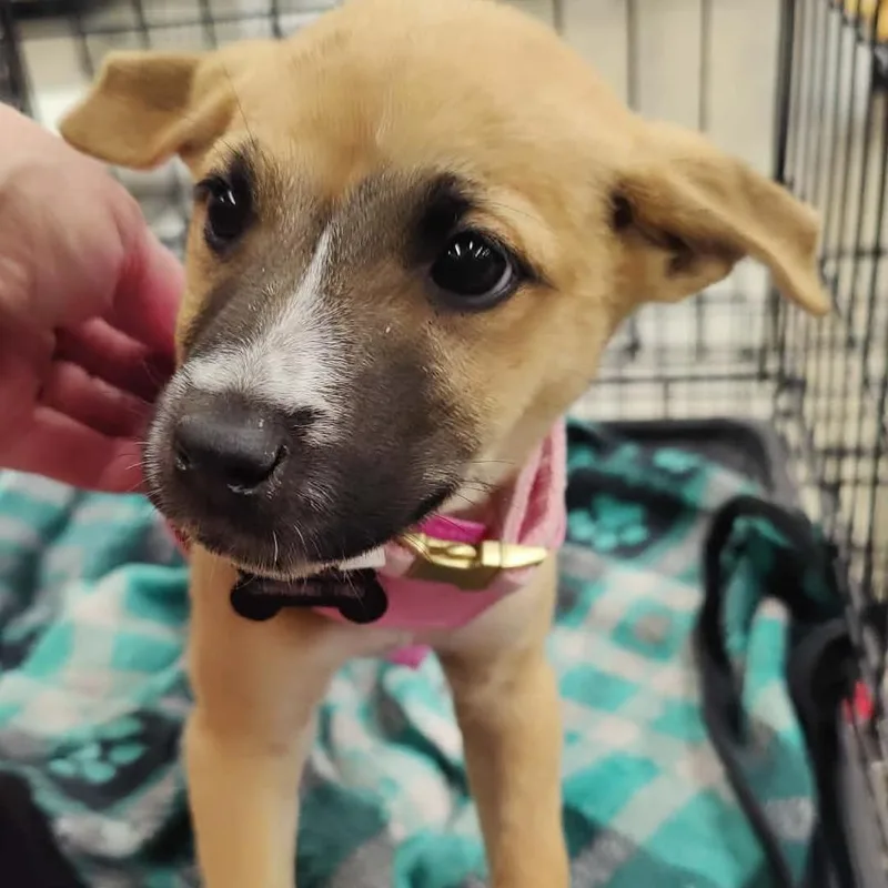 A baby small-sized female Sable Chihuahua dog named Lucy for adoption in Marana, AZ