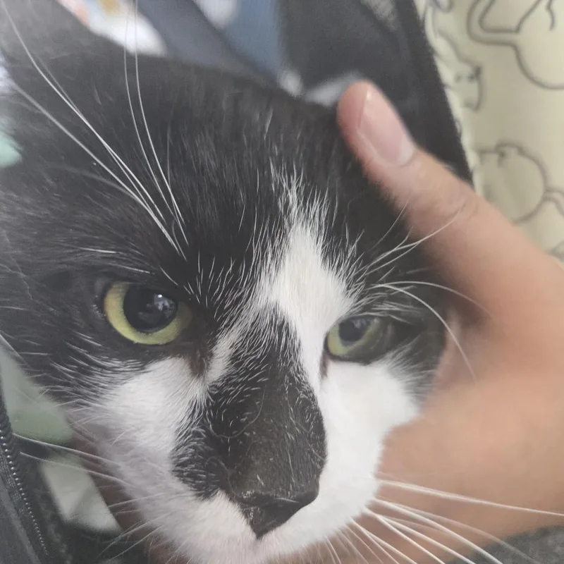 Blue Career Cat