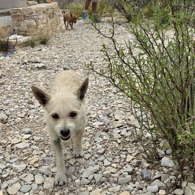 A young small-sized female Yellow / Tan / Blond / Fawn Terrier dog named Ria for adoption in Marfa, TX