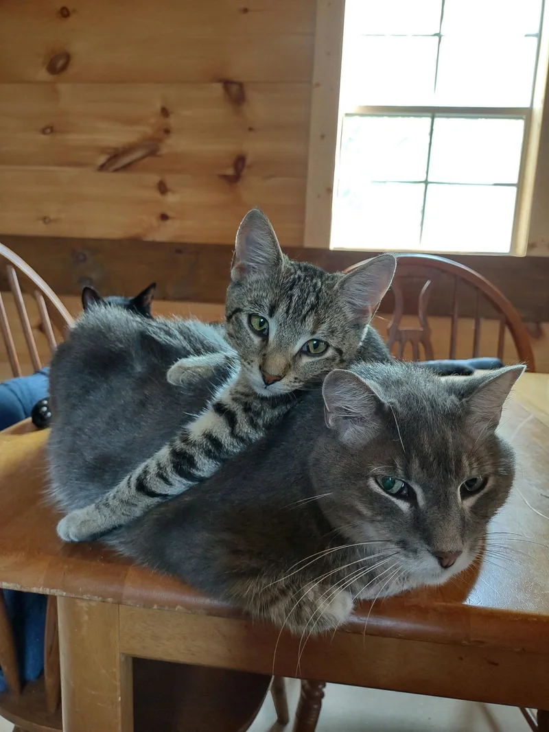 An adult medium-sized female Domestic Short Hair cat named Cookie for adoption in Camden, TN