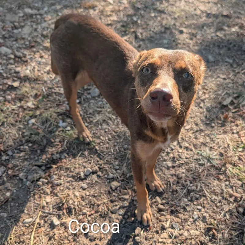 An adult small-sized female Brown / Chocolate Mixed Breed dog named Cocoa for adoption in West Plains, MO