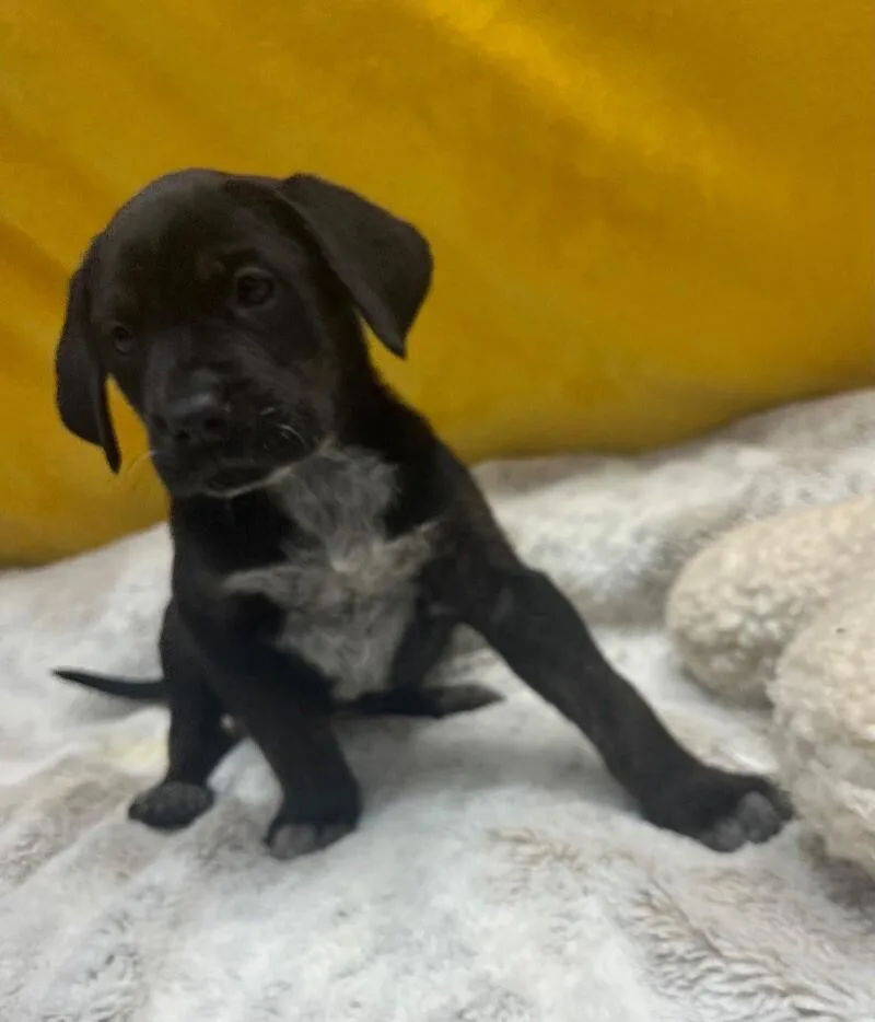 Fandango thumbnail 2