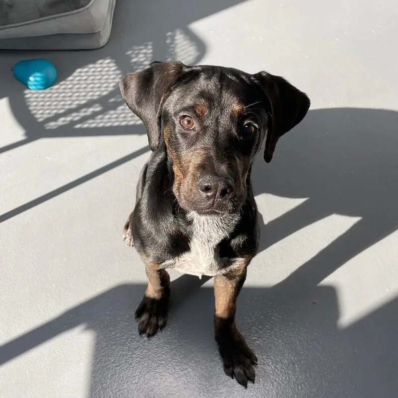 Fandango thumbnail 3