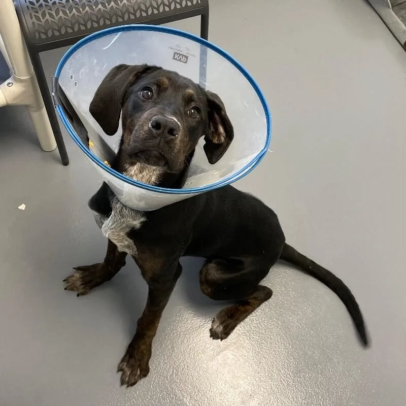 Fandango thumbnail 4