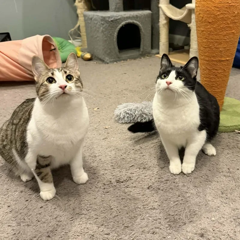 Snickers thumbnail 2