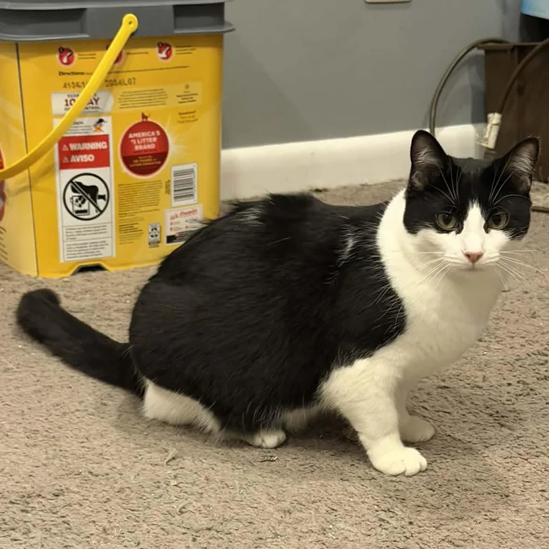 Snickers thumbnail 3