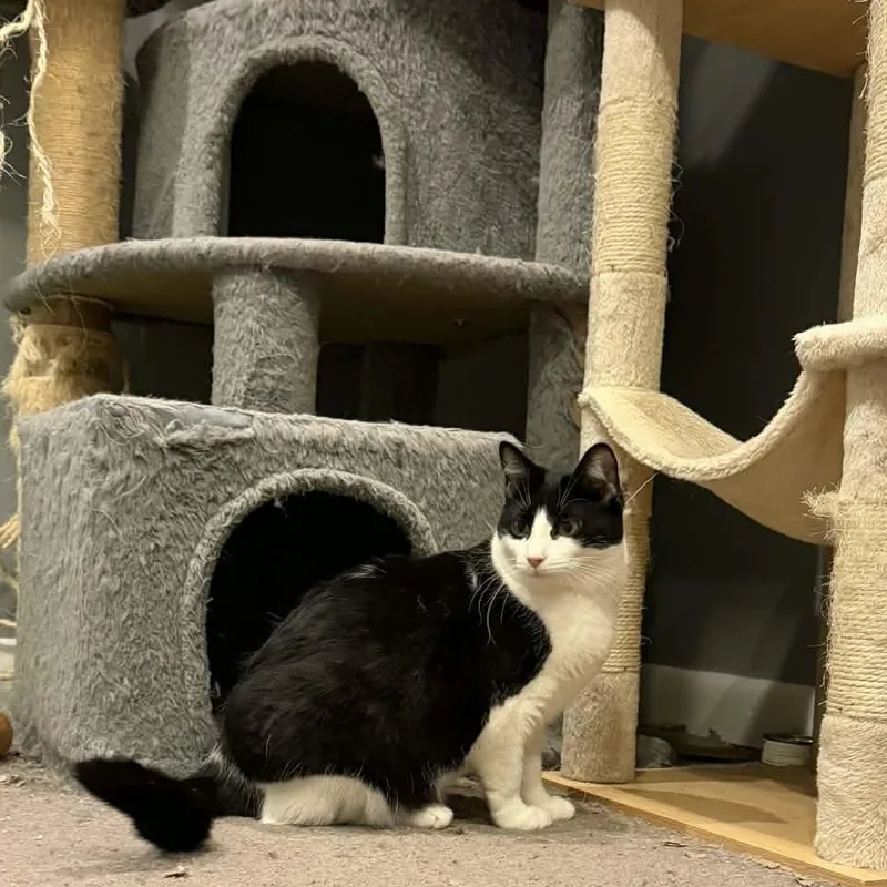 Snickers thumbnail 4