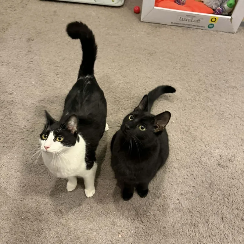 Snickers thumbnail 5