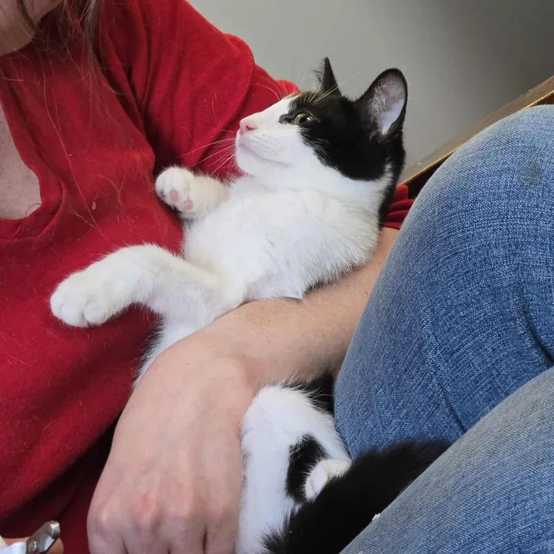 Snickers thumbnail 6