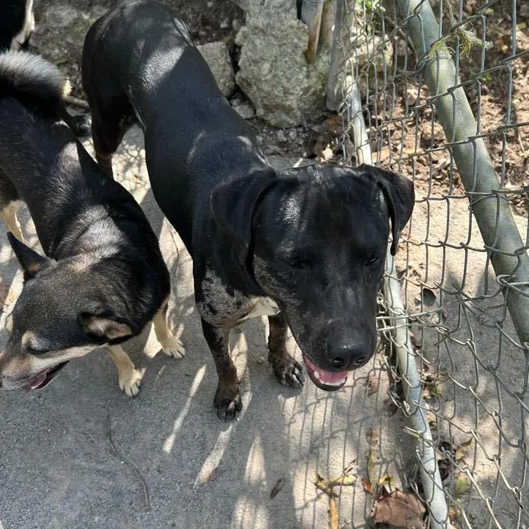 Harley "your Love Drives thumbnail 2