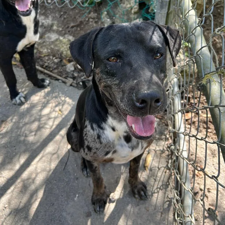 Harley "your Love Drives thumbnail 4