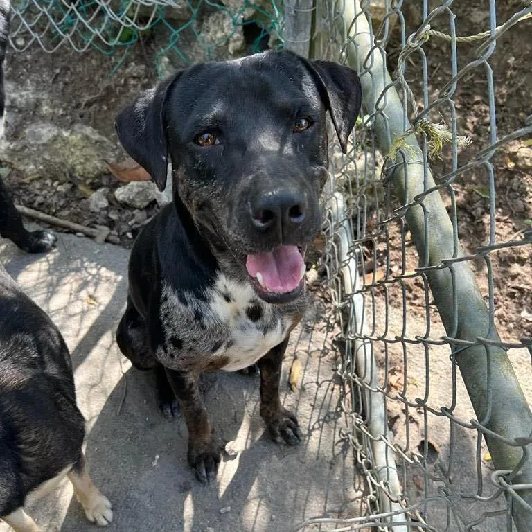 Harley "your Love Drives thumbnail 5