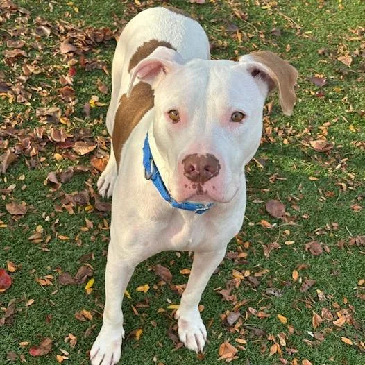An adult large-sized male Apricot / Beige Mixed Breed dog named Potato for adoption in Indianapolis, IN