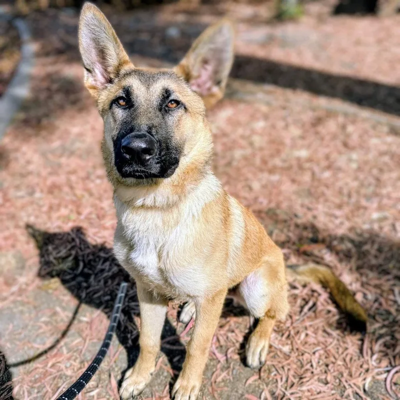 A baby large-sized male German Shepherd Dog dog named Copper for adoption in Oakland, CA