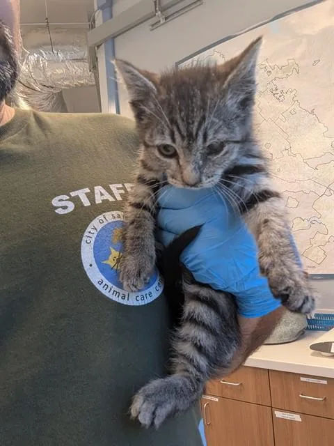 A baby small-sized female Domestic Short Hair cat named Mitch for adoption in San Jose, CA