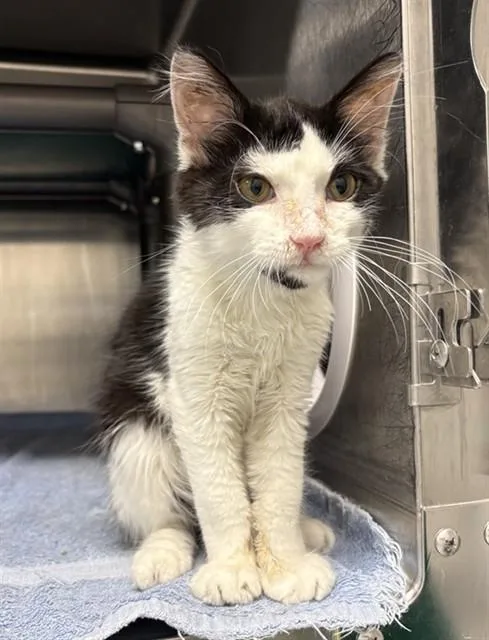 A baby small-sized male Domestic Long Hair cat named Subaru for adoption in Augusta, GA