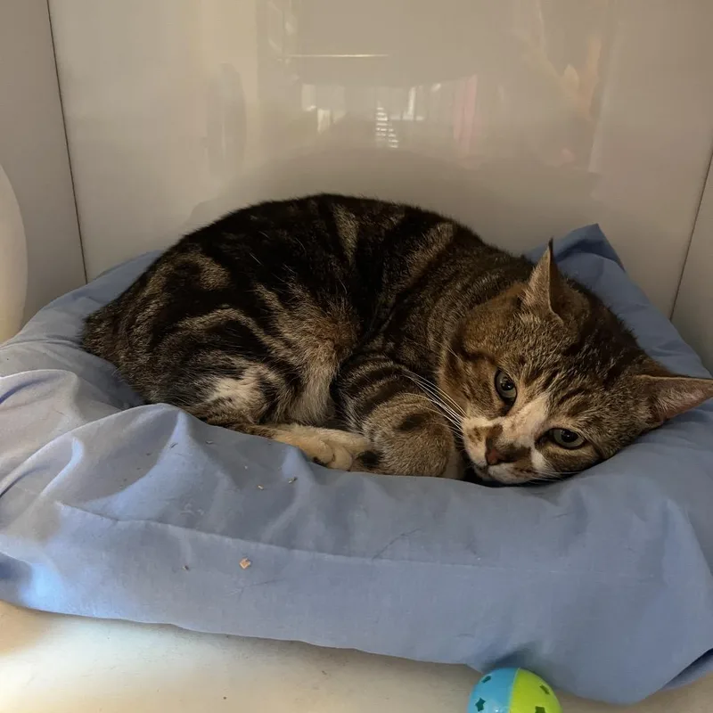 An adult large-sized male Gray / Blue / Silver Domestic Short Hair cat named Finn for adoption in Normal, IL