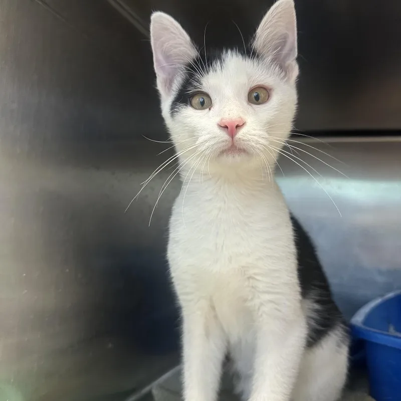 A young small-sized male Black Domestic Short Hair cat named Louis for adoption in Columbia Station, OH