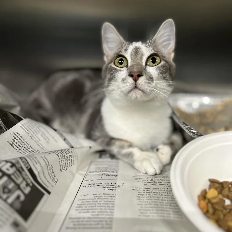 A young medium-sized male Gray / Blue / Silver Domestic Short Hair cat named Butter Knife for adoption in Pauls Valley, OK