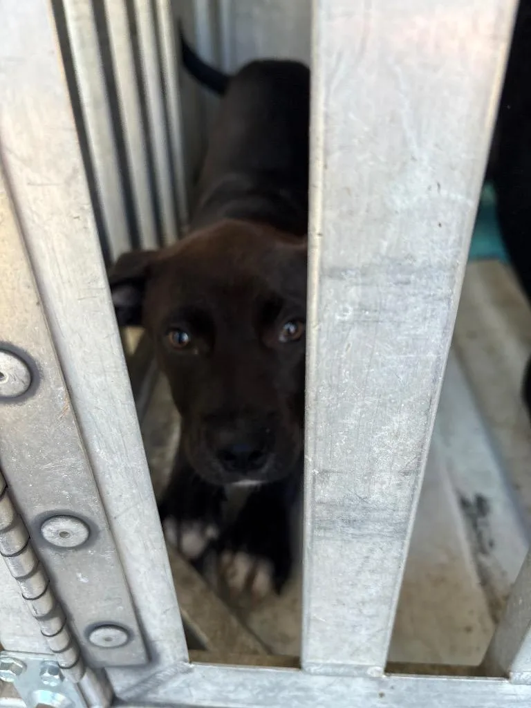 A baby medium-sized female Mixed Breed dog named Lida Bida for adoption in Effingham, SC