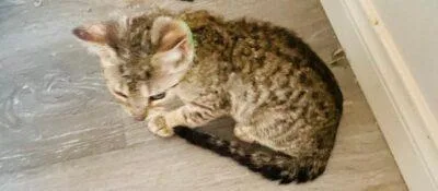 A baby medium-sized female Gray & White Domestic Short Hair cat named Stella for adoption in Las Vegas, NV