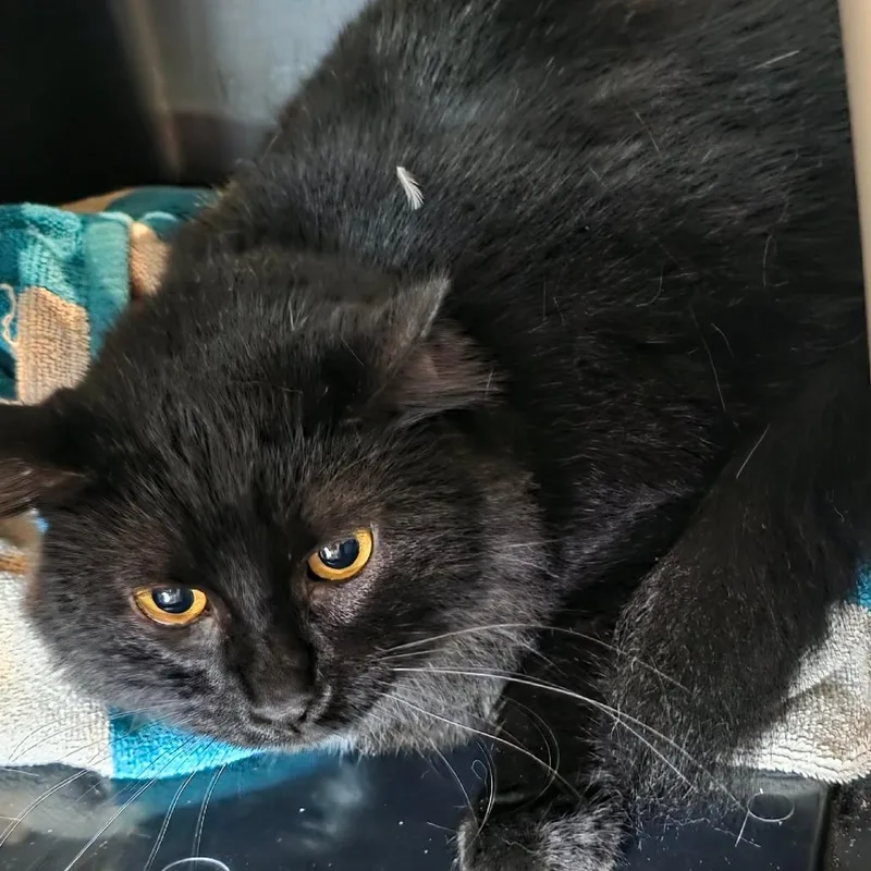 An adult large-sized male Black Domestic Short Hair cat named Raven Baxter for adoption in Austin, TX