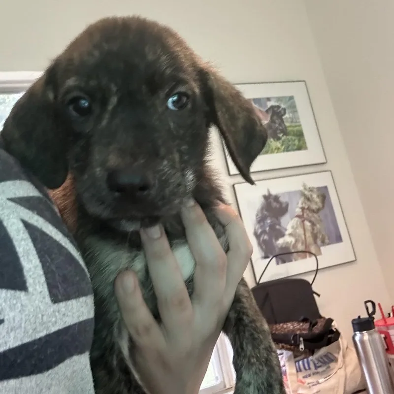 A baby medium-sized male Brindle Hound dog named Oak for adoption in San Antonio, TX
