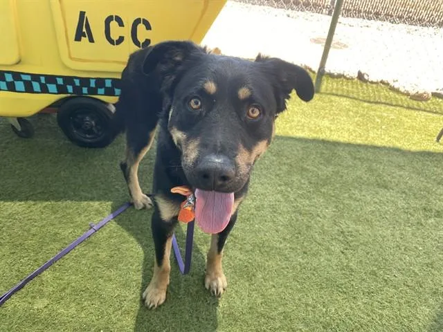 A young large-sized male German Shepherd Dog dog named Norman for adoption in Phoenix, AZ