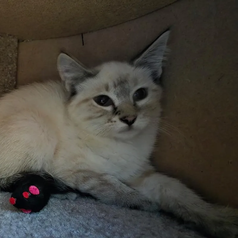 A baby small-sized female Tortoiseshell Domestic Short Hair cat named Leia for adoption in Layton, UT