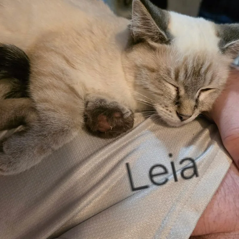Leia thumbnail 3