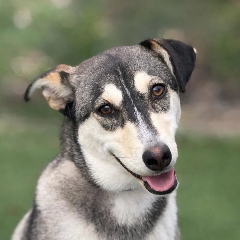 A young small-sized female Brown / Chocolate Husky dog named Lani for adoption in Hondo, TX