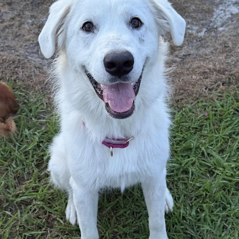 A young large-sized female Great Pyrenees dog named Ellie for adoption in Krum, TX