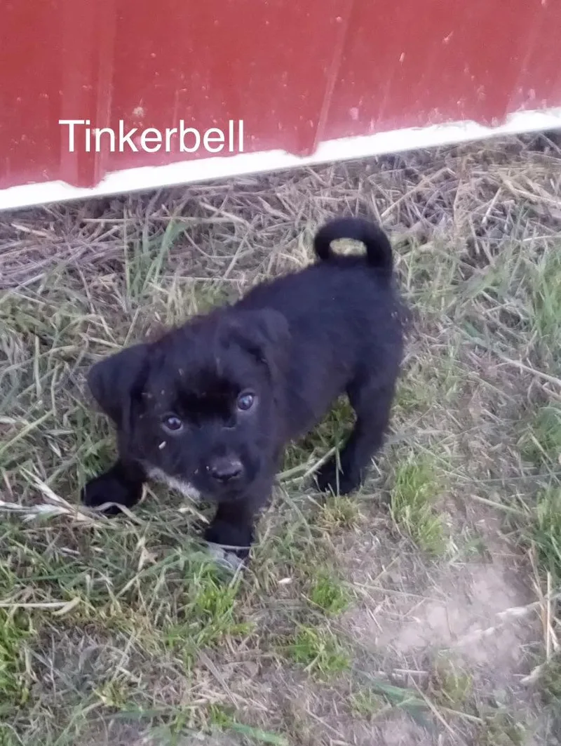 A baby small-sized female Pug dog named Tinkerbell for adoption in Welling, OK