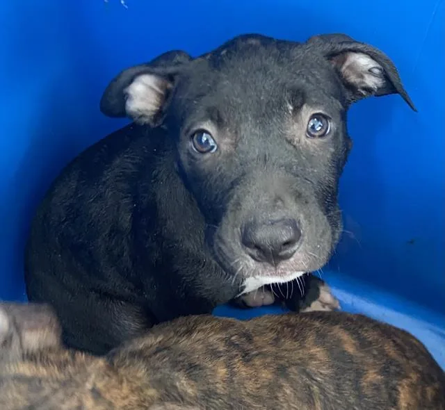 A baby large-sized female Mixed Breed dog named Aurora for adoption in Dallas, TX