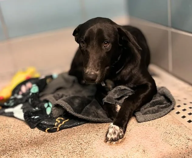 An adult medium-sized female Border Collie dog named Lapis for adoption in Houston, TX