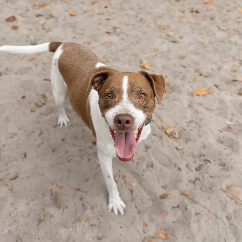An adult medium-sized male Brown / Chocolate Hound dog named Cooper for adoption in Gainesville, FL