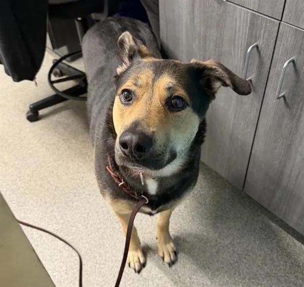 An adult large-sized female German Shepherd Dog dog named Scarlett for adoption in Escondido, CA