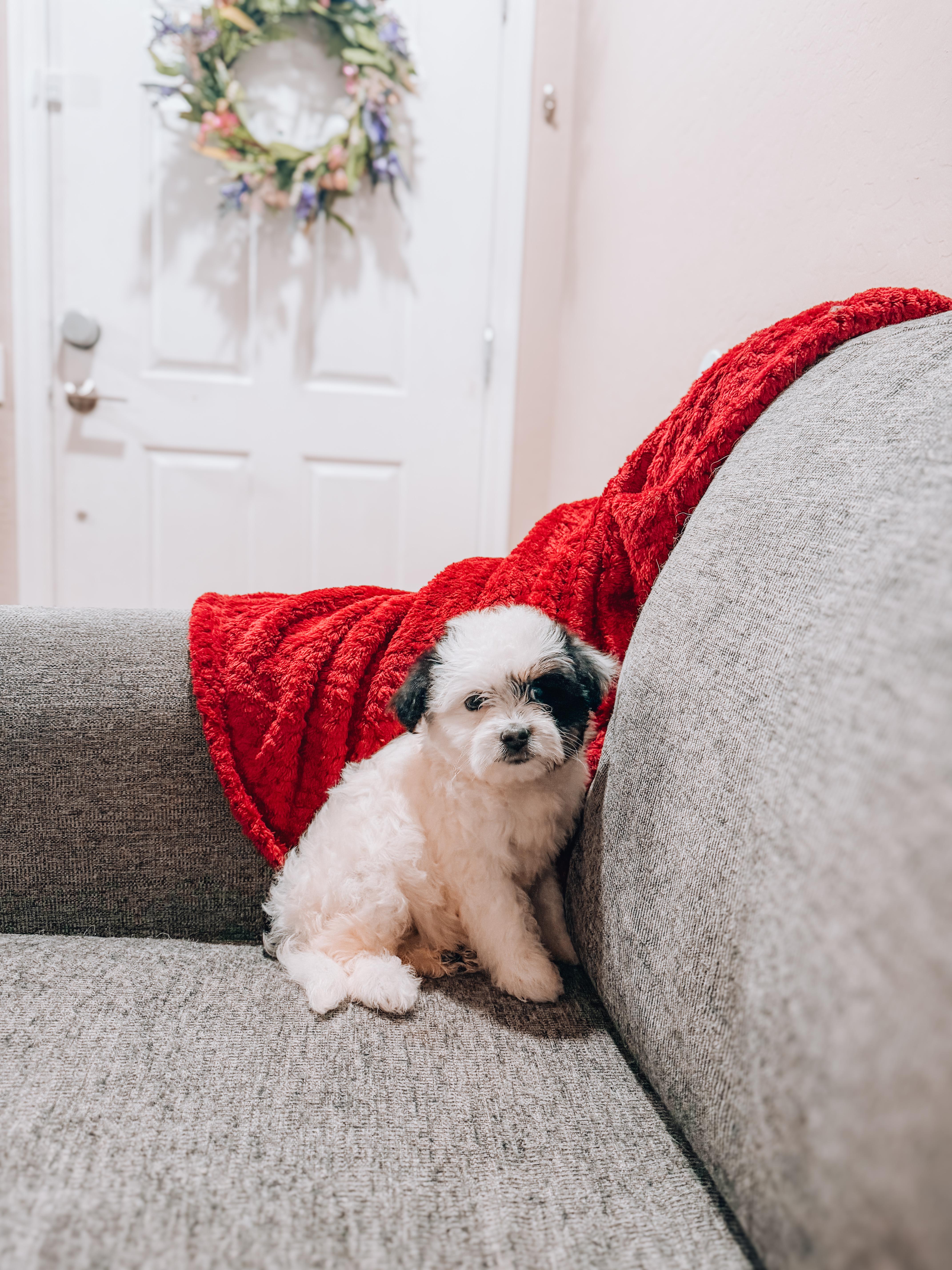 A baby small-sized female Maltipoo dog named Nani for adoption in Goodyear, AZ